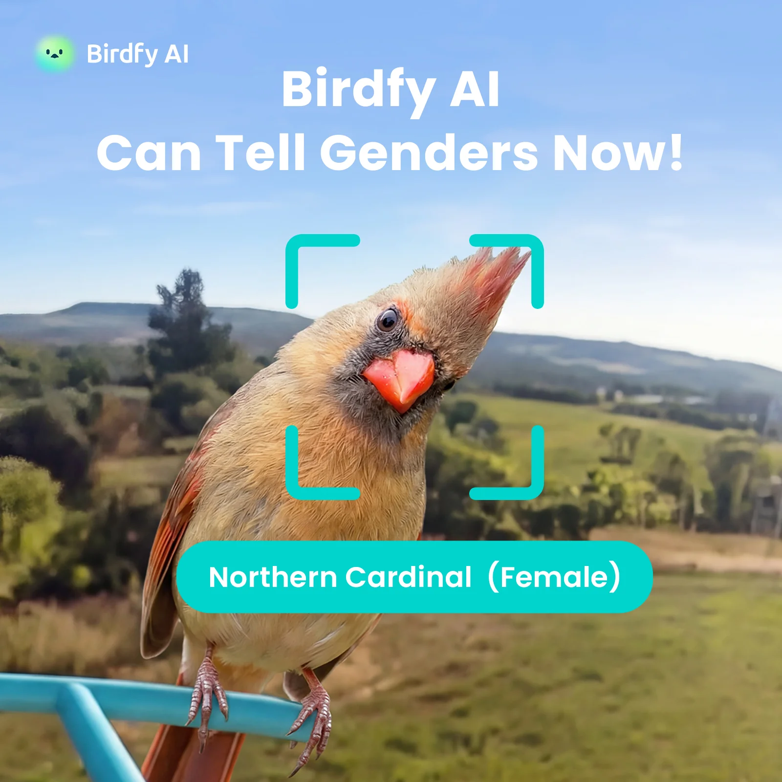 AI Bird Recognition Subscription Plans - Image 5