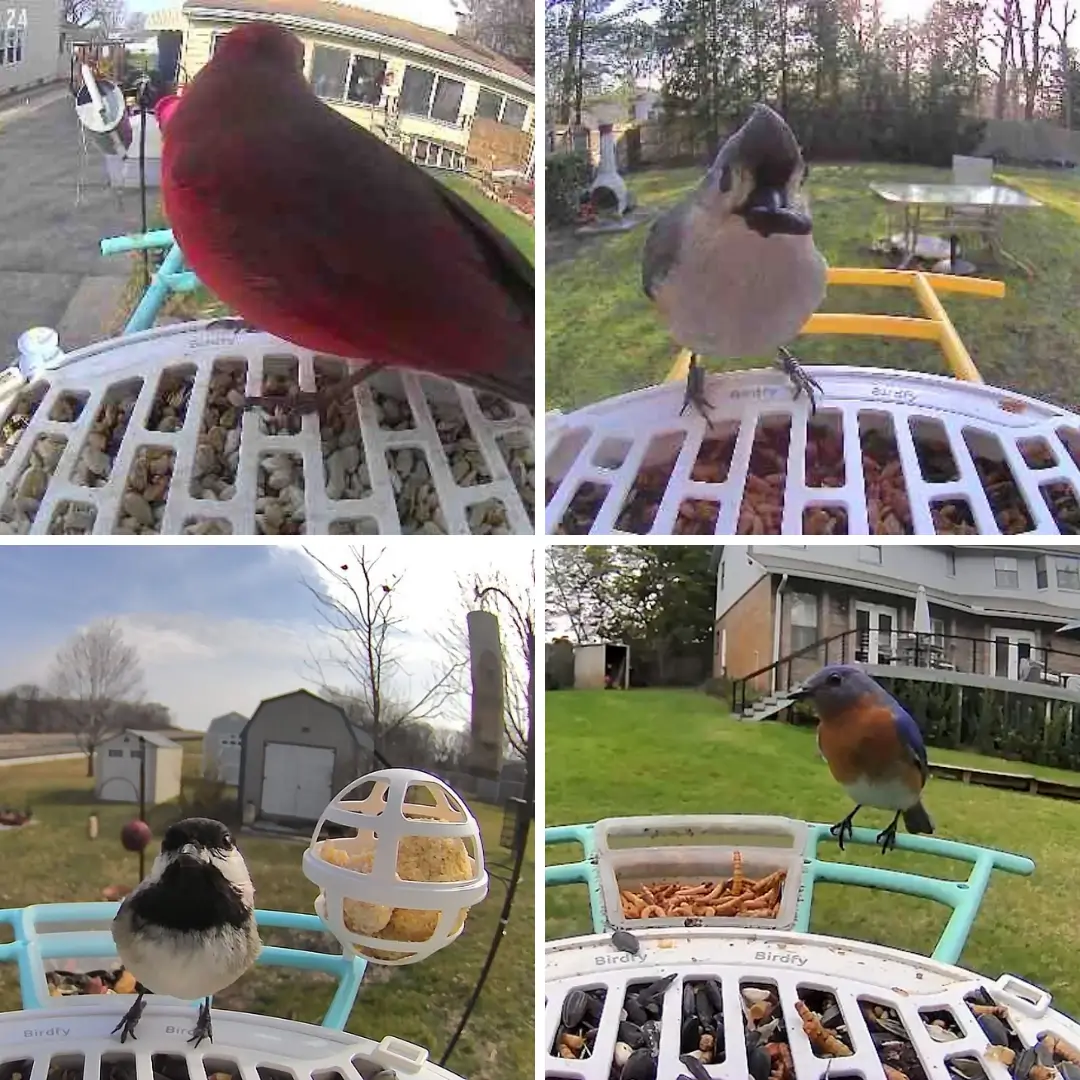 Birdfy Bird Seed Guard - Image 3