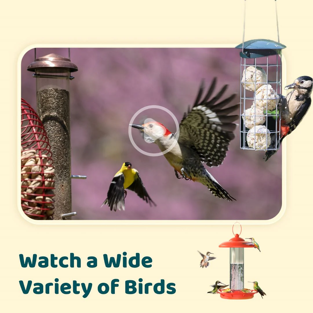 Birdfy Cam - Smart Birdwatching Camera with Bendable Mount - Image 3