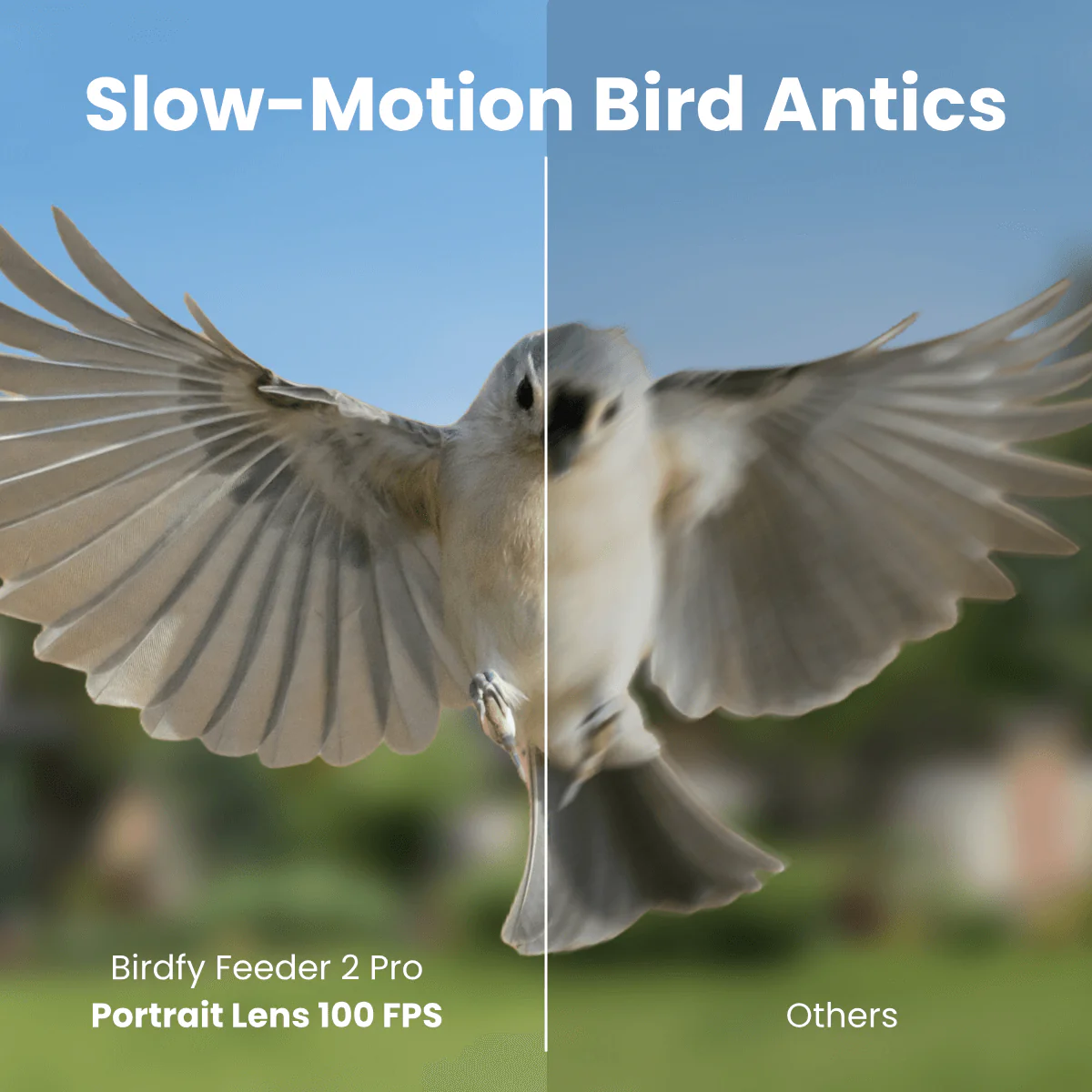 Birdfy Feeder 2 Pro - Dual-Lens Smart Bird Feeder with Camera - Image 7