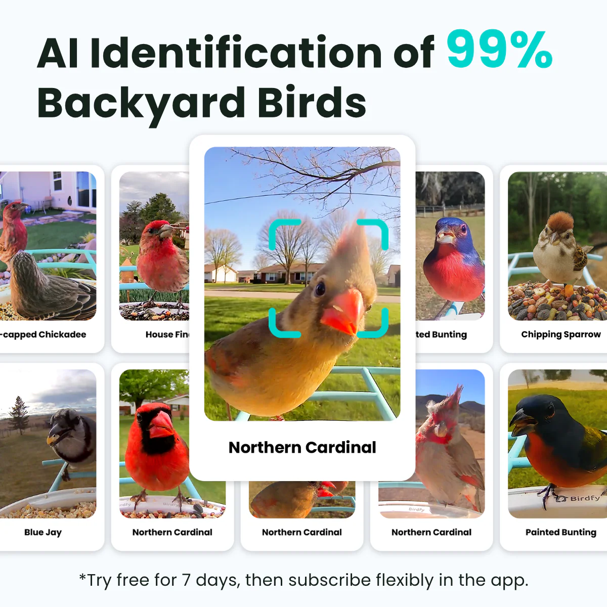 Birdfy Feeder with Solar Panel - Solar-Powered Smart Bird Feeder with Camera - Image 3