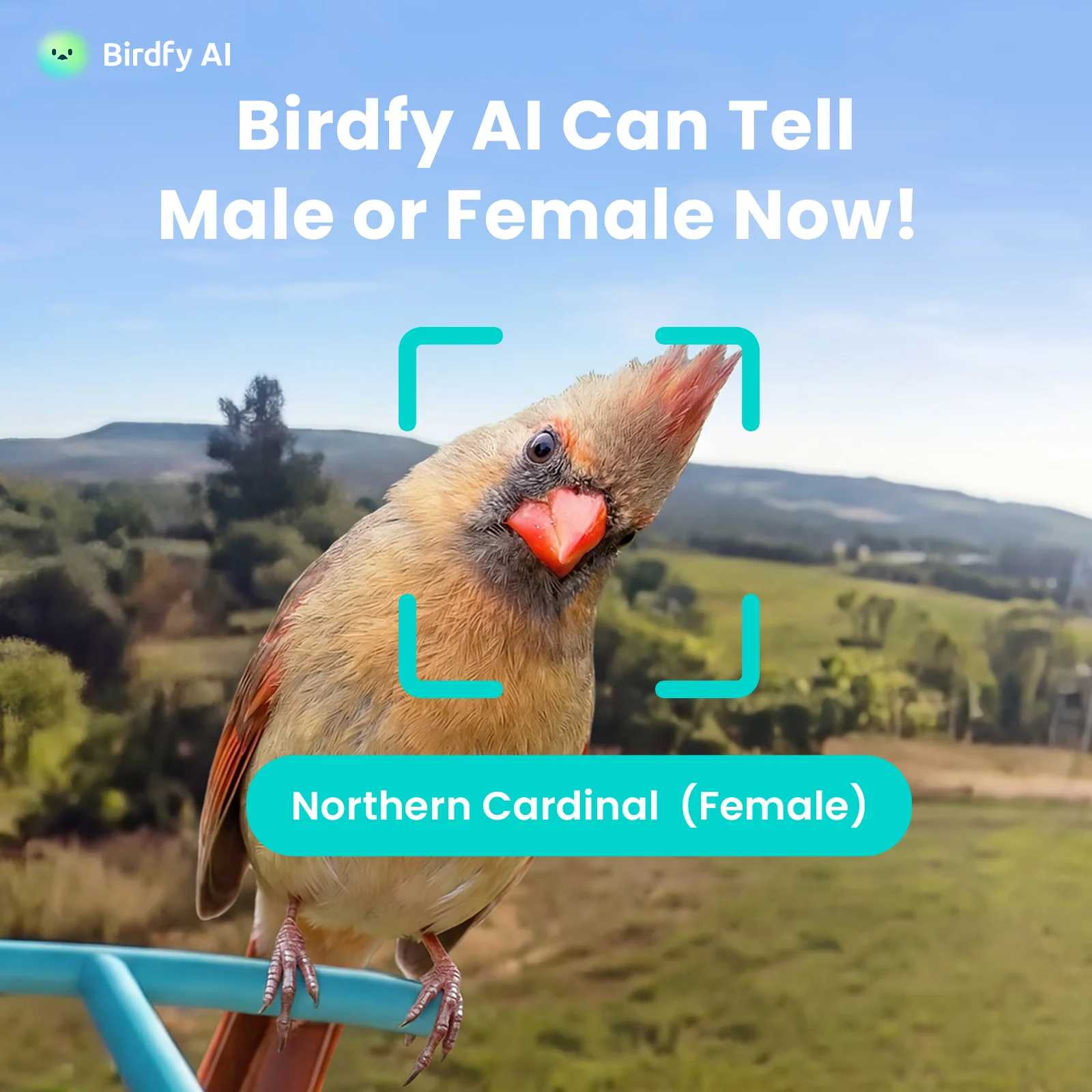 Birdfy Hum Feeder Duo - Hummingbird Feeder with Dual Camera - Image 11