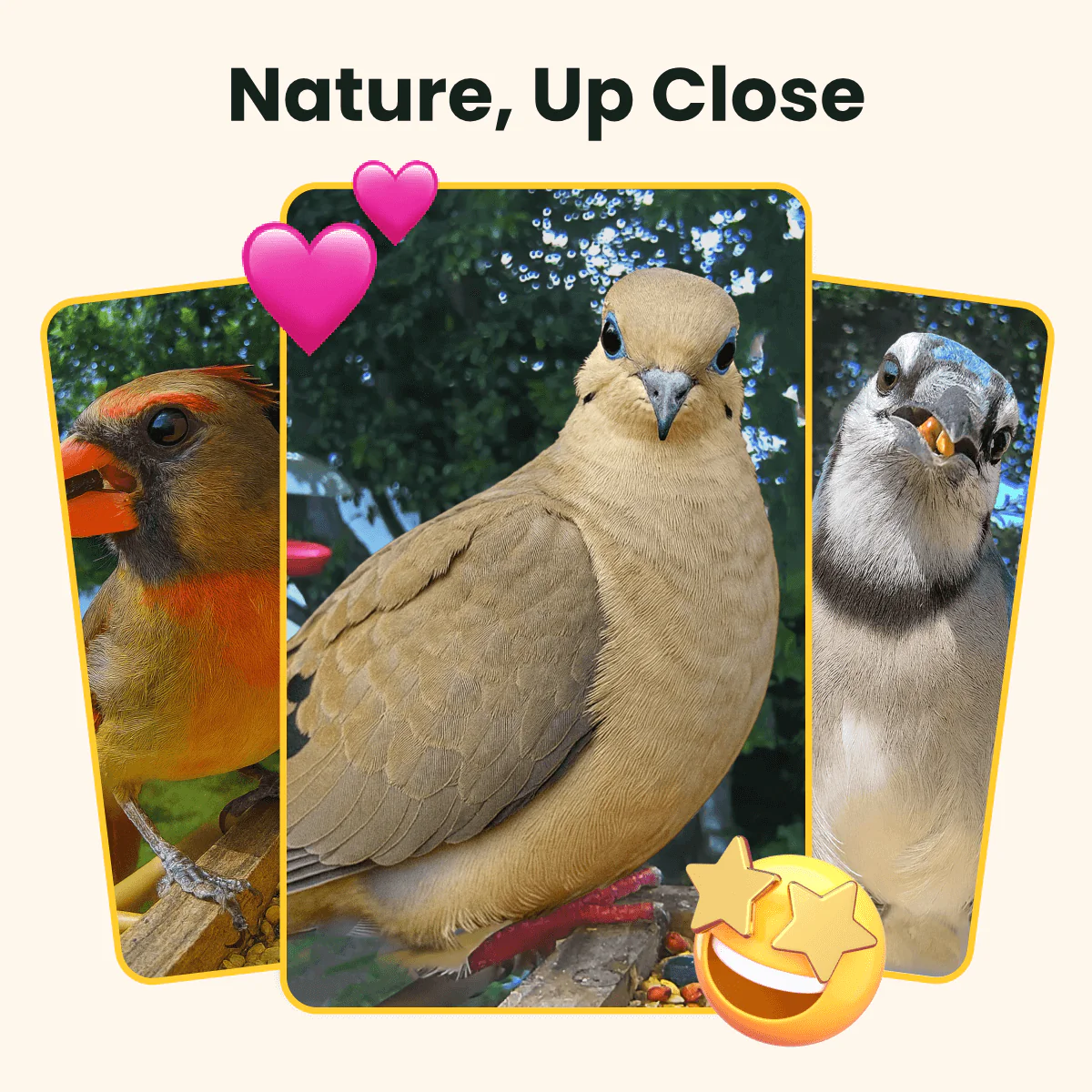 Birdfy Feeder Wood - Wooden Smart Bird Feeder with Camera - Image 4