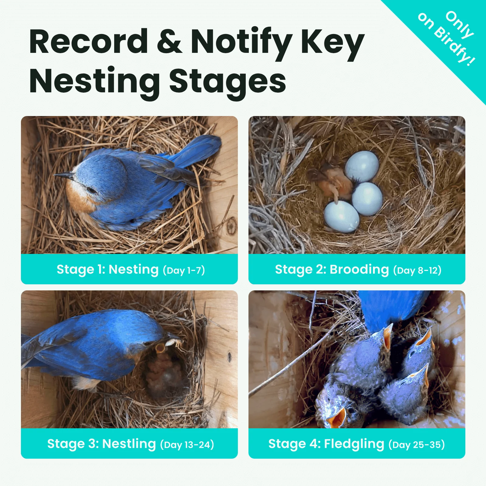 Birdfy Nest - Wooden Smart Birdhouse with Camera - Image 3