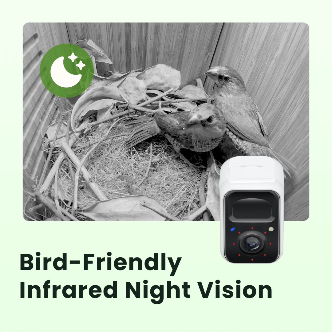Birdfy Nest Polygon - Smart Birdhouse with Camera, Brown - Image 7
